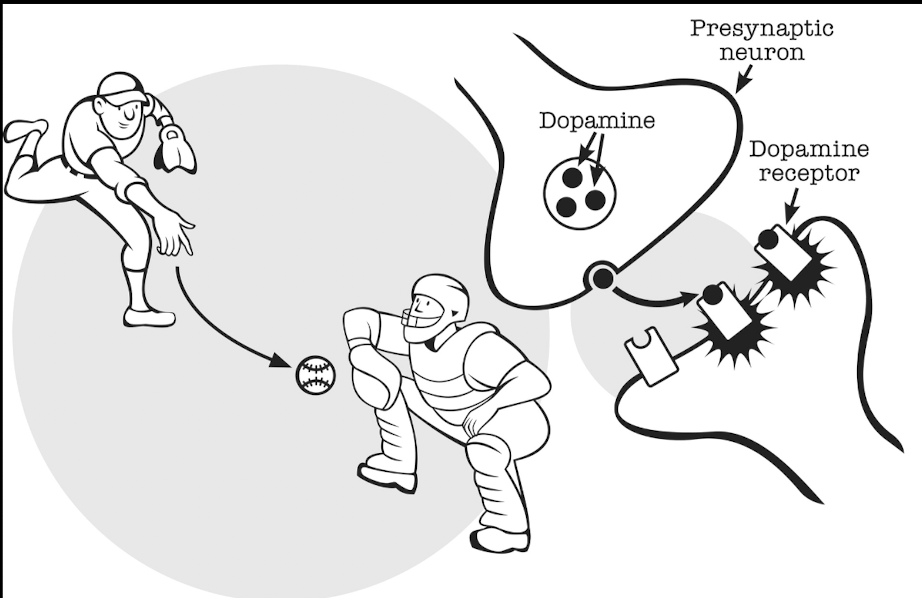 Dopamine as a Neurotransmitter explained