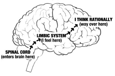 Biology of the Brain